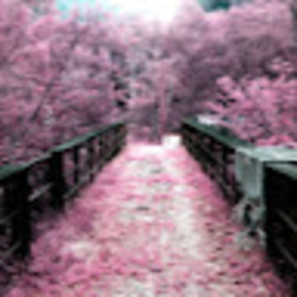 Meet your Posher, Trinity - Picture 1 of 1